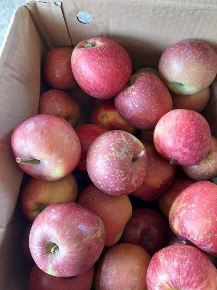 Chị Duyên (một người bán hoa quả ở Thanh Trì, Hà Nội) cho biết, táo đá được nhiều khách hàng ưa chuộng vì giá rẻ, ăn lại giòn, ngọt.