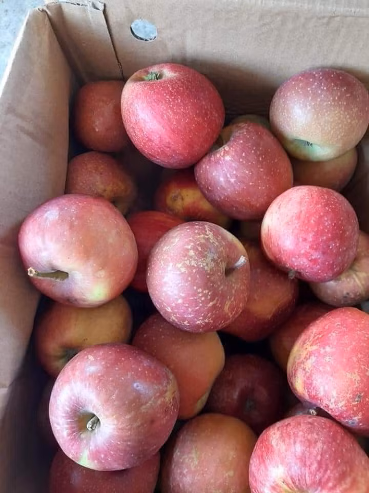 Chị Duyên (một người bán hoa quả ở Thanh Trì, Hà Nội) cho biết, táo đá được nhiều khách hàng ưa chuộng vì giá rẻ, ăn lại giòn, ngọt.