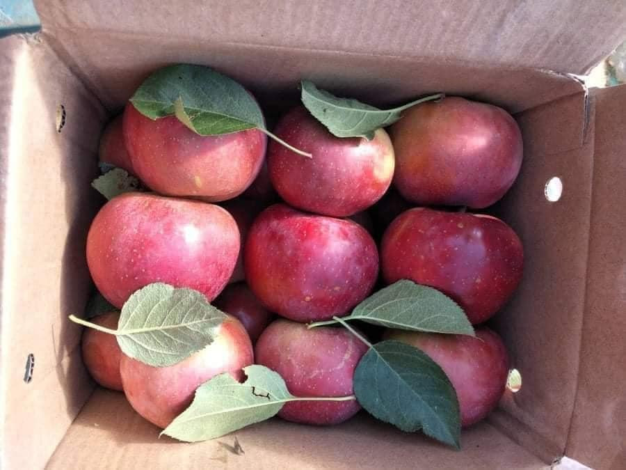 Theo chị Duyên, nhiều người bán nói là táo đá Hà Giang cho dễ bán nhưng thực chất đều là hàng Trung Quốc. Dân mình sợ hoa quả Trung Quốc nên phải nói giảm, nói tránh là hàng Việt.