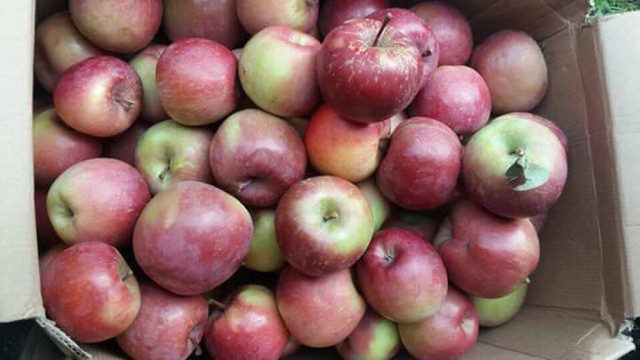 Anh Đông cũng không giấu đây là táo Trung Quốc vì táo có nhiều năm nay rồi, không phải loại mới. Theo anh Đông thì ai cũng biết đây là hàng Trung Quốc.