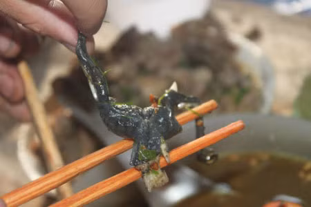 Thịt thối thường được nấu chín cùng rêu suối, cơm nguội và ăn kèm lá sung.