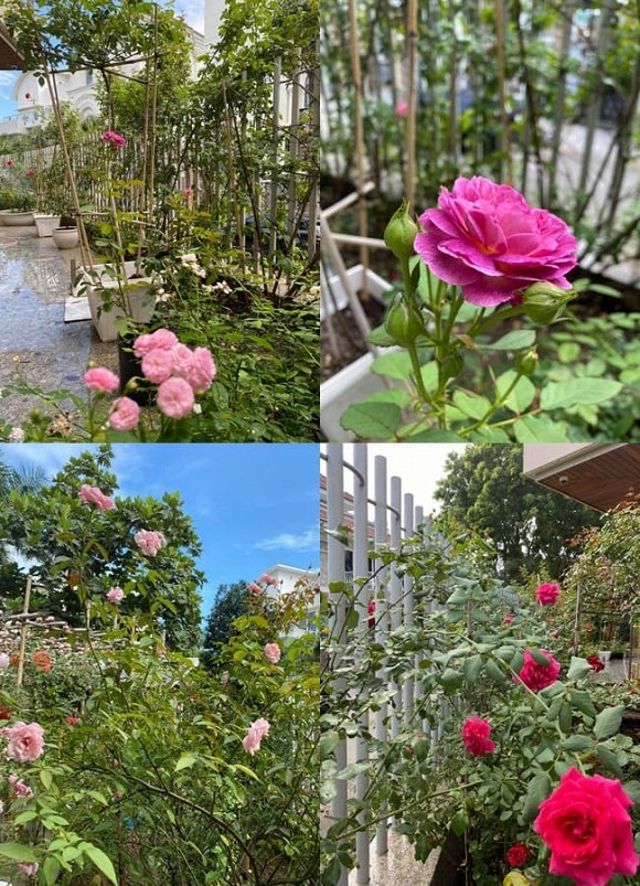 Đủ loại hoa hồng với nhiều màu sắc khác nhau đang bung nở.