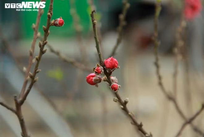 Nhiều chủ vườn cho biết, họ chủ động tuốt lá sớm để cây cho ra hoa vào dịp Giáng Sinh và Tết Dương lịch, phục vụ những khách muốn ngắm hoa sớm.