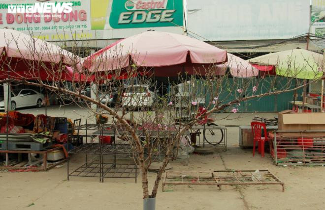 Nhiều thế đào đẹp cũng được bày bán, gợi không khí sắc xuân.