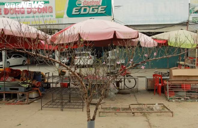 Nhiều thế đào đẹp cũng được bày bán, gợi không khí sắc xuân.