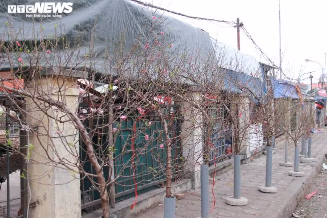 Những nhành đào này giá đắt hơn vì thế đẹp, nụ nhiều, giá tầm 1.300.000 đồng.