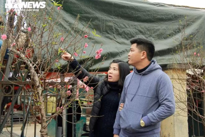 Anh Thu quê ở Hải Phòng chia sẻ: "Năm nào vào dịp này gia đình tôi cũng đều đánh xe xuống Hà Nội mua đào. Chơi đào sớm có cái hay và thú vị riêng. Cánh hoa tuy không to, đều như chính vụ những vẫn giữ nguyên được vẻ đẹp truyền thống vốn có".