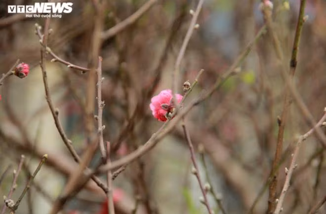 Chủ yếu những cành đào bày bán tại chợ Quảng An thời điểm này là từ làng Nhật Tân.