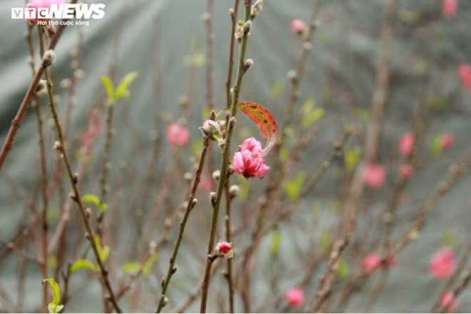 Tuy chưa đến đúng vụ nhưng thời điểm này vẫn có đủ loại đào phai, đào bích, đào trắng, loại cánh đơn và cả cánh kép.