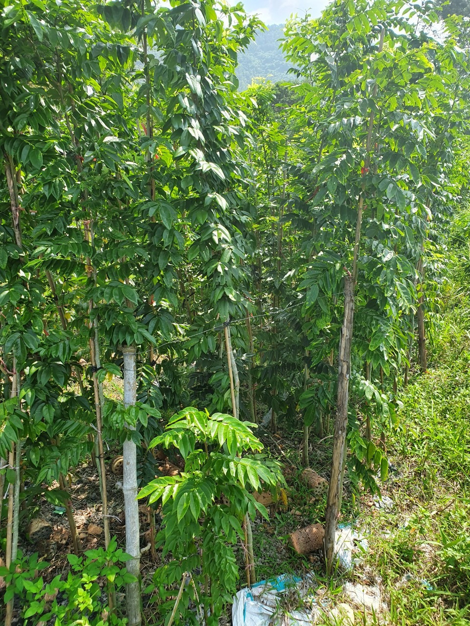 Trong khi đó, cây sưa đỏ cao 1,5m (đường kính 1cm - 1,5cm) tuổi thọ khoảng 1 năm giá 85.000đ/cây. Ảnh: Facebook.