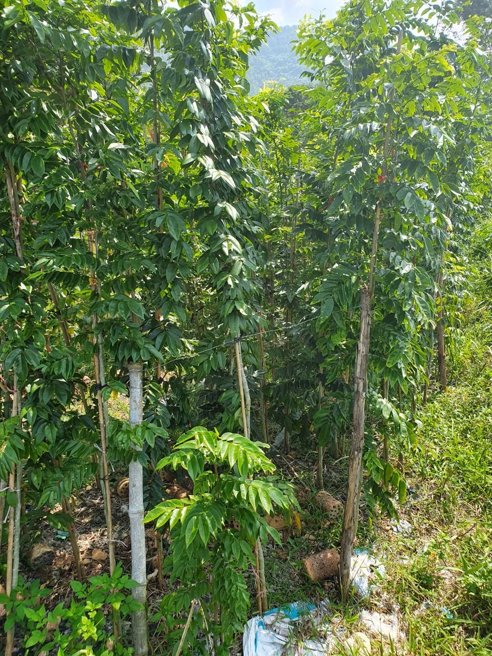 Trong khi đó, cây sưa đỏ cao 1,5m (đường kính 1cm - 1,5cm) tuổi thọ khoảng 1 năm giá 85.000đ/cây. Ảnh: Facebook.