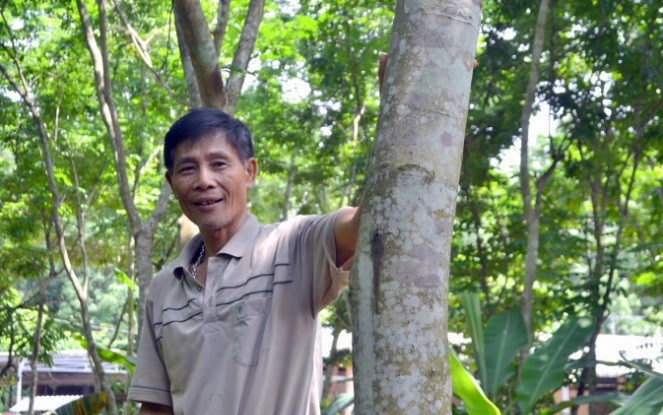 Thậm chí, Có thời điểm 1 kg phần lõi của cây sưa có giá đến cả chục triệu đồng. Bởi vậy, cây sưa có giá vài tỷ đồng hiện nay không phải dạng hiếm. Ảnh: Nongnghiep.