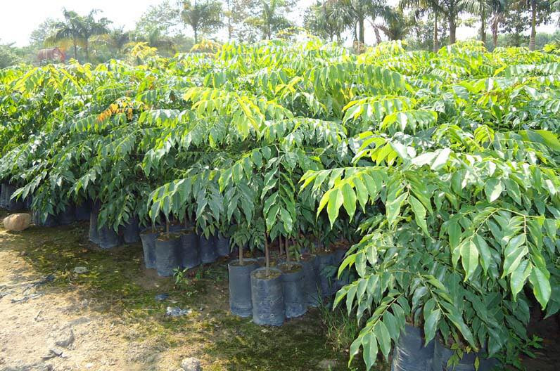 Sưa đỏ cao 3m (đường kính 2cm - 4cm) tuổi thọ 2 năm có giá 200.000đ/cây. Ảnh: Facebook.