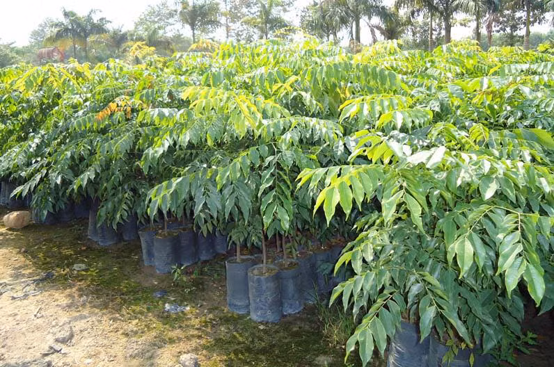 Sưa đỏ cao 3m (đường kính 2cm - 4cm) tuổi thọ 2 năm có giá 200.000đ/cây. Ảnh: Facebook.