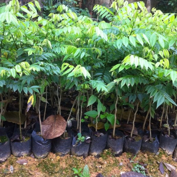 Không chỉ thế, nếu khách mua nhiều (khoảng 2.000 cây) thì giá cây giống sẽ giảm 10.000 đồng/cây. Ảnh: Cayvahoa.