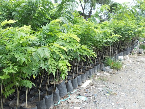 Hơn nữa, người dân cho rằng trồng cây sưa đỏ không khó, chỉ cần đào hố trồng cây được ươm trong bầu đất, làm cỏ khi cây còn nhỏ. Khi khép tán thì tỉa cành để cây tập trung phát triển thân chính và lõi. Ảnh: Internet.