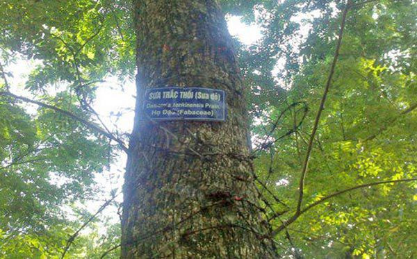 Sưa đỏ từ lúc trồng đến khi khai thác phải mất thời gian từ 10 năm trở lên, lúc đó, lõi sưa đỏ có giá dao động từ 3,5 đến 4 triệu đồng/kg. Ảnh: Wiki.