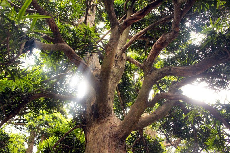 Vì kích thước lớn nên loại cây này nên phải vận chuyển về Việt Nam qua đường biển. Ảnh: Baphapluat.