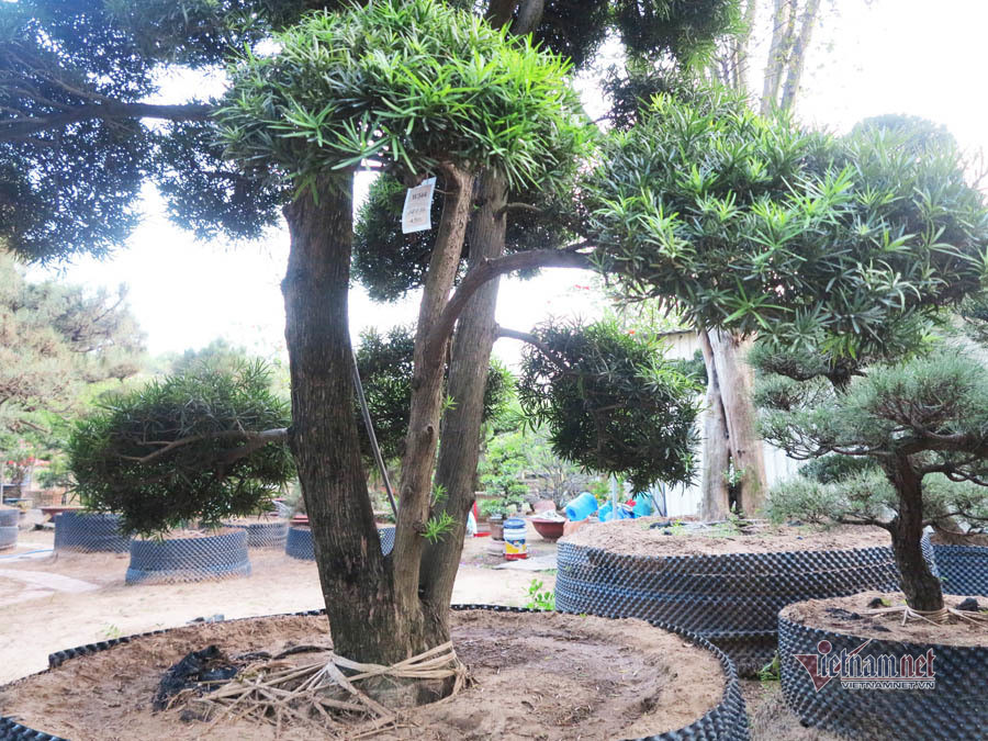 Các cây tùng trong vườn có tuổi đời vài chục năm, thậm chí có cây gần 200 năm. Ảnh: Vietnamnet.