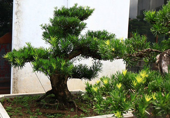 Với tuổi thọ lâu đời và thế cây độc đáo, những cây tùng bonsai đều được bán với giá khoảng 700-800 triệu đồng. Những gốc tùng cổ hơn giá trên dưới 1 tỷ đồng. Ảnh: Dân Việt.