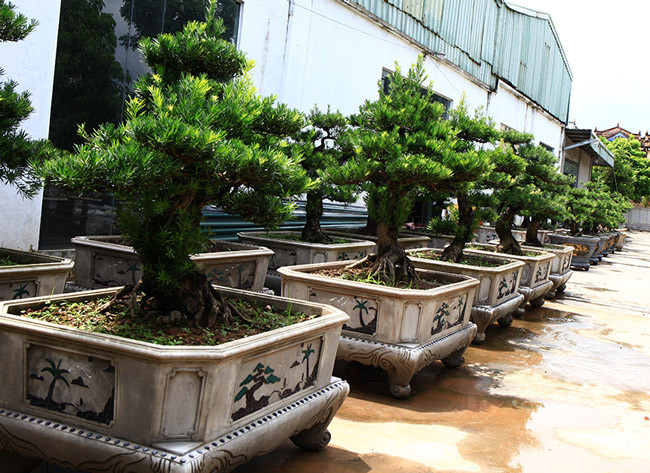 Chủ nhân của vườn tùng đã phải tốn hơn 30 năm để sở hữu những gốc tùng bonsai đẹp như thế này. Ảnh: Dân Việt.
