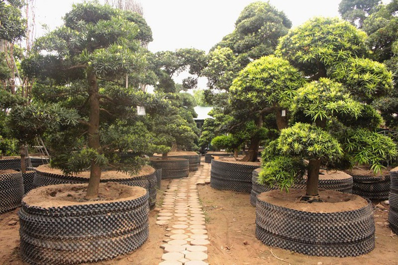 Vườn cây cảnh của Nghệ nhân Vũ Xuân Lành (Võ Chí Công – Hà Nội) có hàng trăm cây Tùng La Hán độc đáo nhập từ Nhật Bản với tuổi đời 80 - 600 năm. Ảnh: Baophapluat.