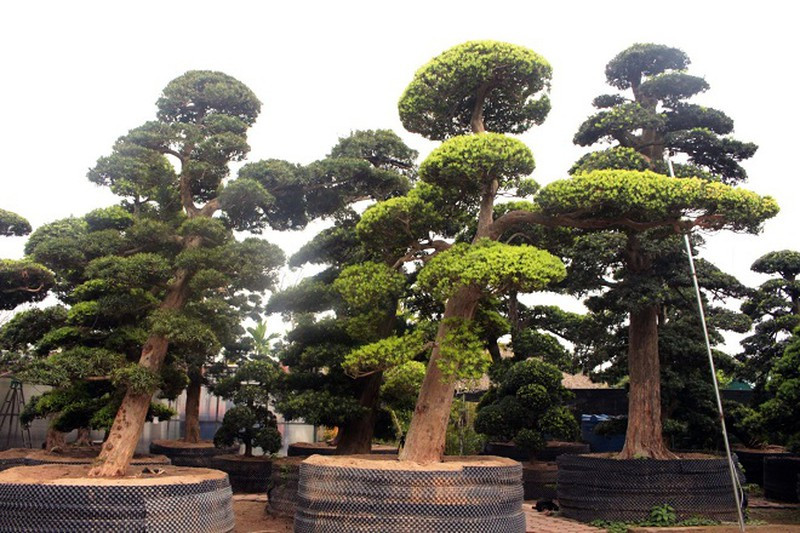 Đặc biệt, trong vườn có khoảng hơn 500 cây Tùng La Hán với các độ tuổi khác nhau. Ảnh: Baphapluat.