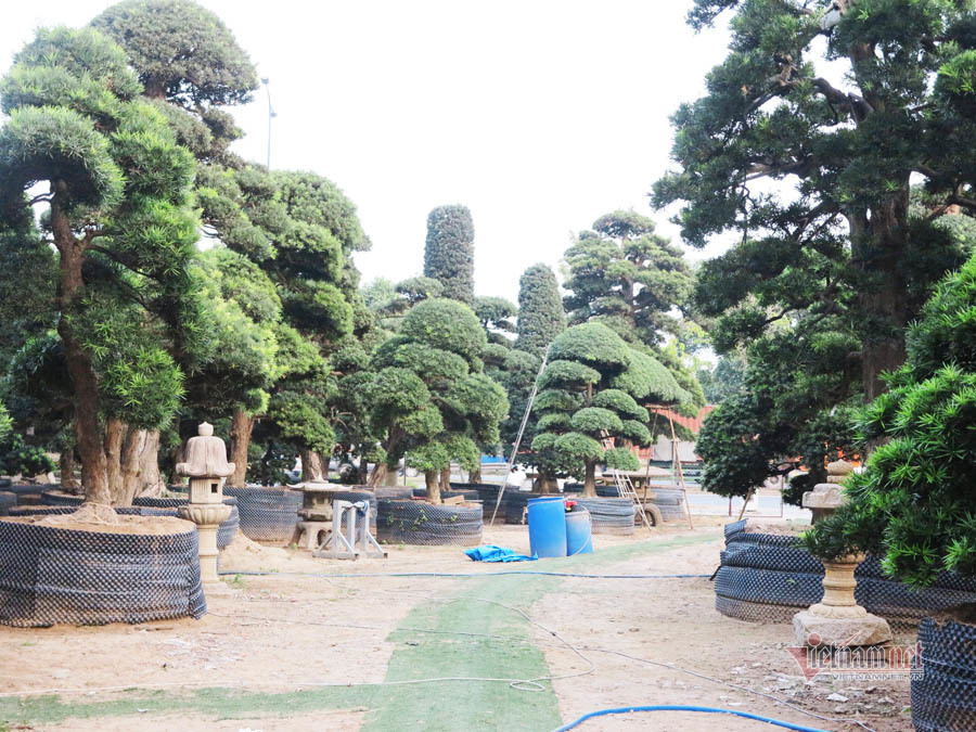 Trong vườn có khoảng 150 cây tùng Nhật được nhập từ Nhật Bản về Việt Nam theo đường hàng hải. Sau đó, cây được vận chuyển bằng xe container đến vườn. Ảnh: Vietnamnet.