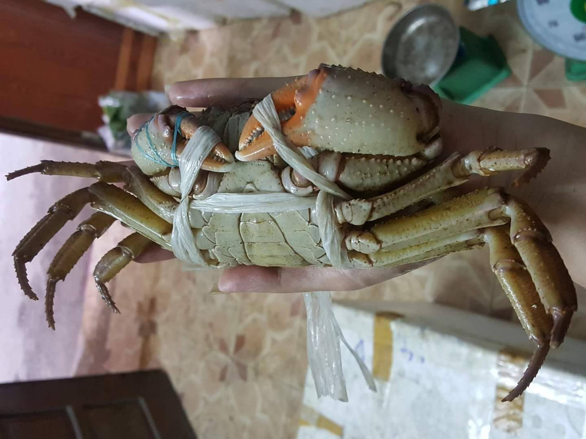 Thức ăn hàng ngày của cua đá là các loại côn trùng và lá rừng. Vì thế khi chế biến, thịt cua đá rất chắc, ngọt, thơm và có vị hấp dẫn riêng. Ảnh: Vietnamnet.