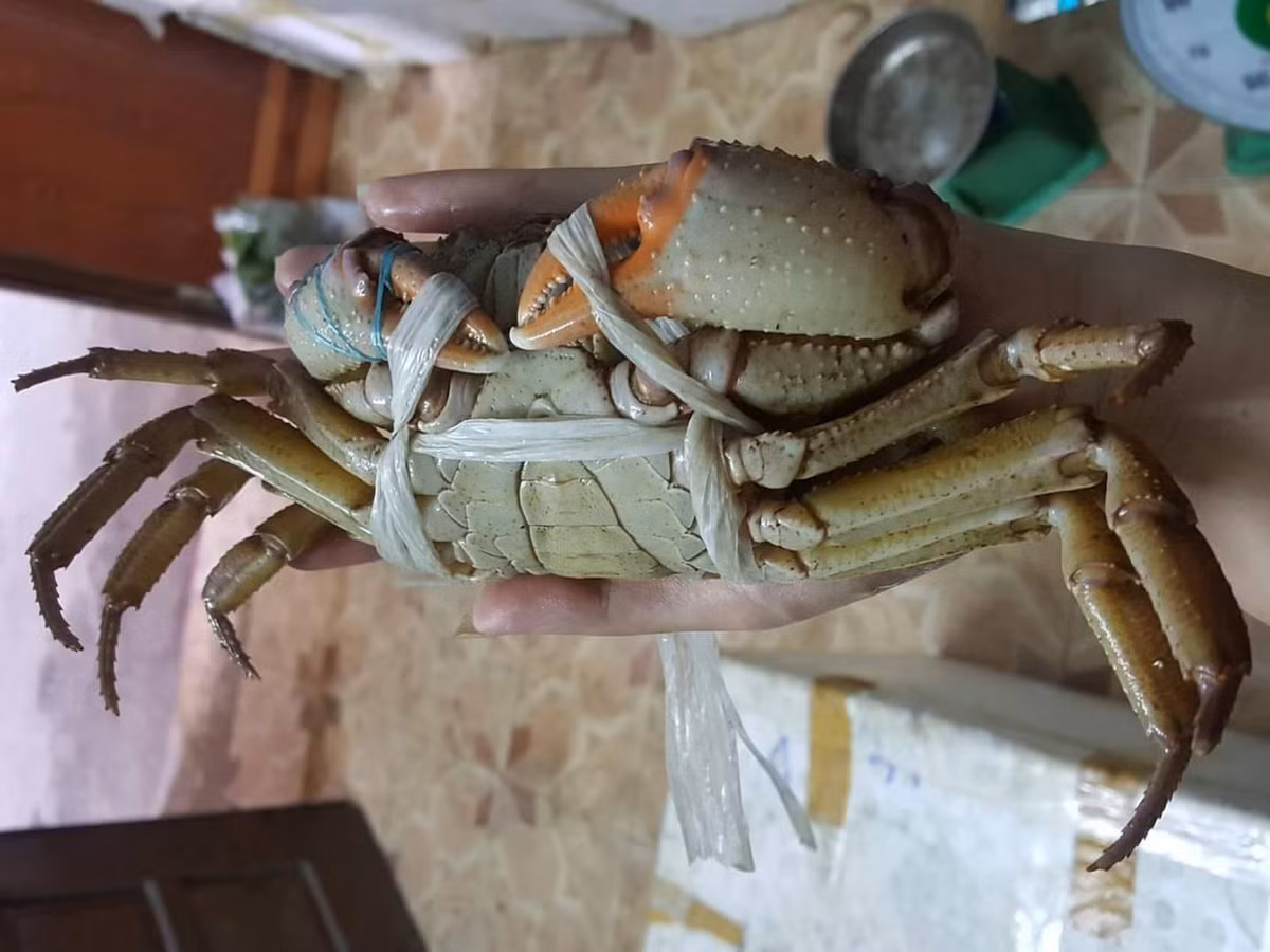 Thức ăn hàng ngày của cua đá là các loại côn trùng và lá rừng. Vì thế khi chế biến, thịt cua đá rất chắc, ngọt, thơm và có vị hấp dẫn riêng. Ảnh: Vietnamnet.