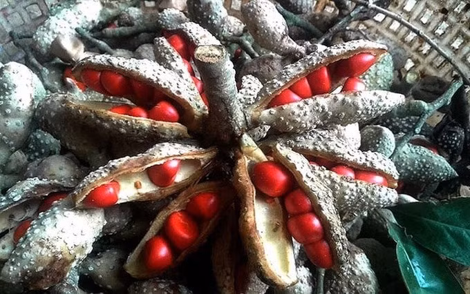 Theo người dân, năm nay loại đặc sản rừng này không nhiều do hạt rụng muộn. Ngoài hạt dổi rừng còn có hạt dổi trồng. Tuy nhiên, hạt dổi trồng thường rẻ hơn hạt rừng. Ảnh: Đặc sản miền Bắc.