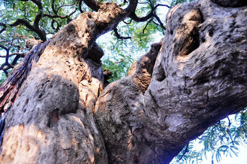 Trên thân cây me cổ có nhiều vết u nần, khúc khuỷu, điều đó làm cây me càng thêm giá trị. Ảnh: Dân Việt.