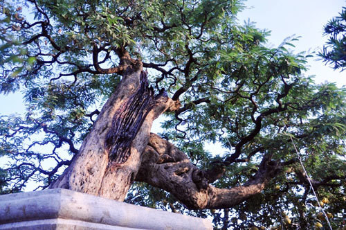 Cây me được trồng trong chậu to, trọng lượng của cây và chậu khoảng 4,5 tấn. Phần gốc và thân to hơn 0,5m. Ảnh: Dân Việt.