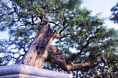 Cây me được trồng trong chậu to, trọng lượng của cây và chậu khoảng 4,5 tấn. Phần gốc và thân to hơn 0,5m. Ảnh: Dân Việt.