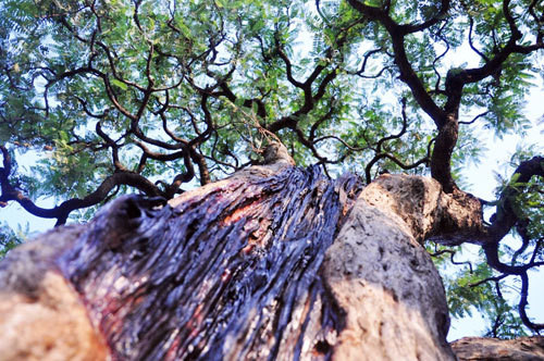 Tận mục phần lõi của cây me cổ. Ảnh: Dân Việt.