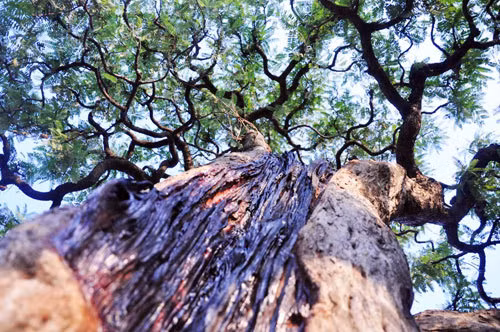 Tận mục phần lõi của cây me cổ. Ảnh: Dân Việt.