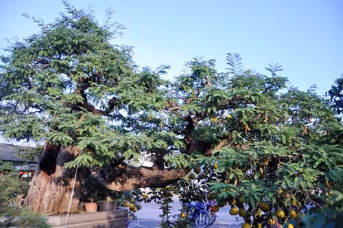 Theo tiết lộ, cây me đã tồn tại ít nhất một thế kỷ được anh Bình mua từ miền Trung, sau đó chủ nhân phải mất hơn 10 năm chăm sóc và tạo dáng thế. Ảnh: Dân Việt.