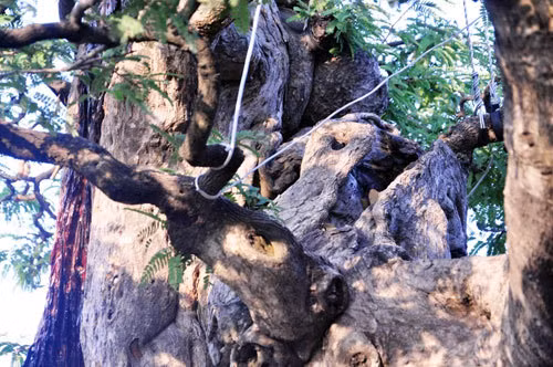 Gốc cây to, nhiều u cục. Ảnh: Dân Việt.