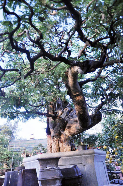 Mỗi tầng của cây mê đều cho ra rất nhiều quả. Ảnh: Dân Việt.