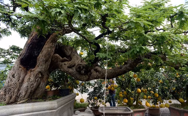 Nghệ nhân Nguyễn Thanh Bình (TP HCM) sở hữu cây me cổ với dáng thế bonsai mềm mại được nhiều người ví von như hình thác đổ. Ảnh: Người đưa tin.