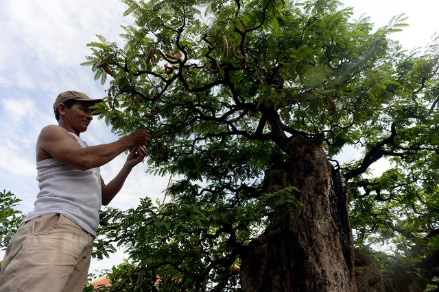 Đã có không ít đại gia trả tới 3,5 tỷ đồng nhưng chủ vườn vẫn chưa đồng ý chuyển nhượng cây cảnh độc đáo này. Ảnh: Người đưa tin.