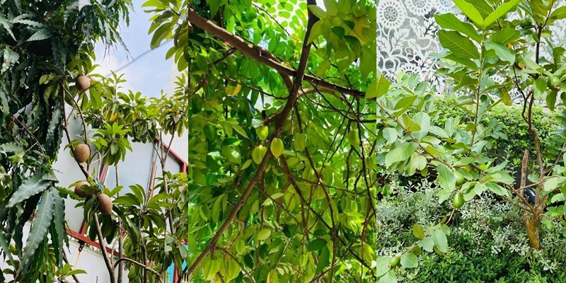 Ngoài ra, Vy Oanh còn trồng các loại trái cây như cóc, ổi, khế...Ảnh: FBNV.