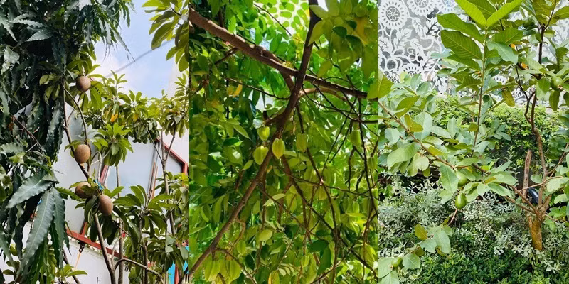 Ngoài ra, Vy Oanh còn trồng các loại trái cây như cóc, ổi, khế...Ảnh: FBNV.