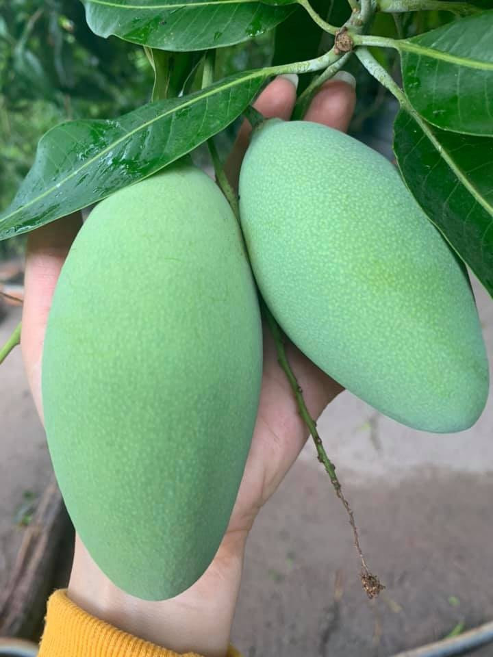 Chùm xoài to trông thích mắt. Ảnh: Lao động.