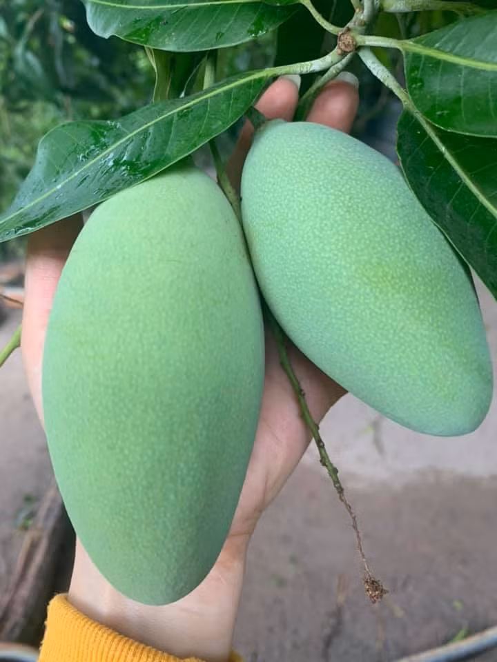 Chùm xoài to trông thích mắt. Ảnh: Lao động.