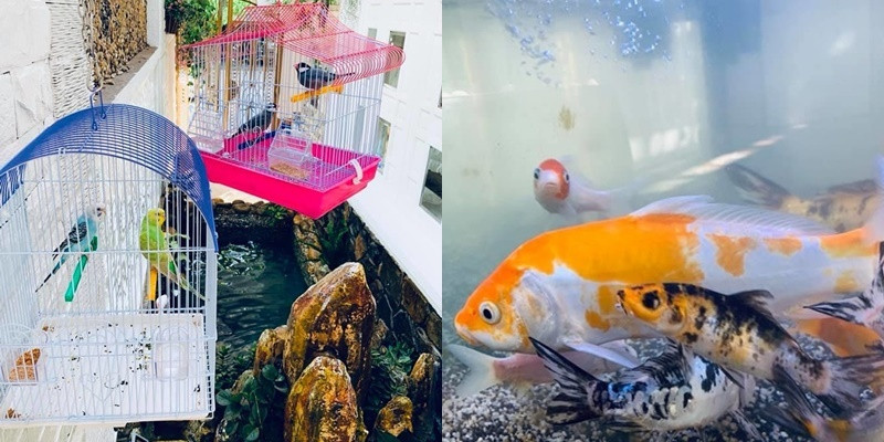 Nữ ca sĩ Vy Oanh đặc biệt yêu thích không gian nuôi chim cảnh và cả hồ cá ngay trước lối ra vào. Ảnh: FBNV.