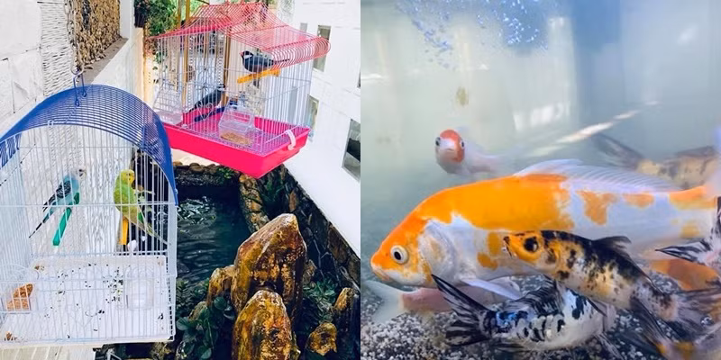 Nữ ca sĩ Vy Oanh đặc biệt yêu thích không gian nuôi chim cảnh và cả hồ cá ngay trước lối ra vào. Ảnh: FBNV.