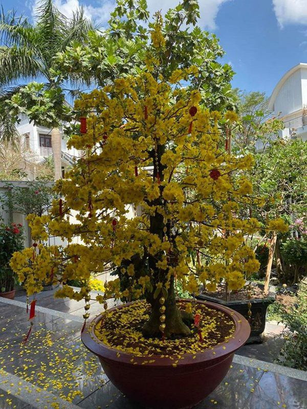 Dịp Tết Nguyên đán 2020, Quý Bình đặt chậu mai vàng lớn trong nhà.