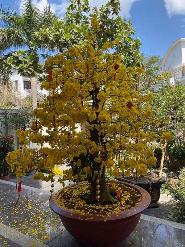 Dịp Tết Nguyên đán 2020, Quý Bình đặt chậu mai vàng lớn trong nhà.