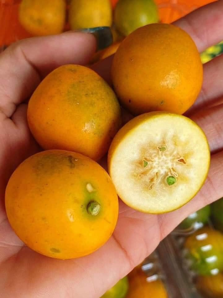  Quất mật Đài Loan ăn giòn, ngọt, và không có hạt. Quất có cùi dày, ăn thơm và ngọt the the the vị vỏ quất.